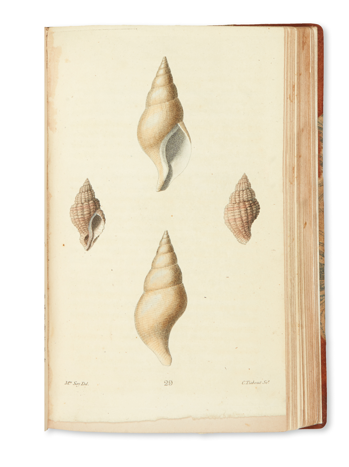 SAY, THOMAS. American Conchology, or Descriptions of the Shells of North America.
